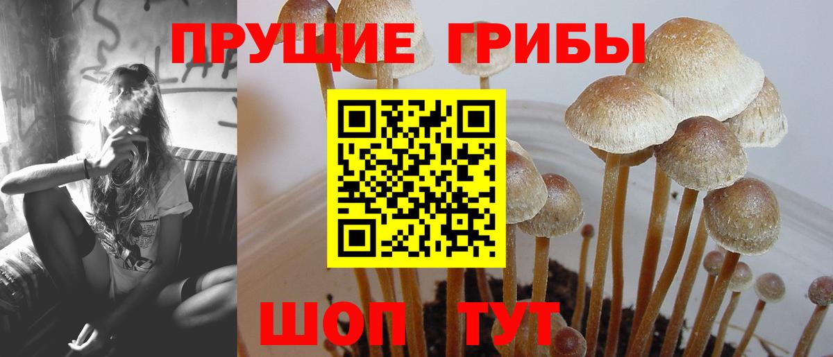 Галлюциногенные грибы Psilocybine cubensis Качканар